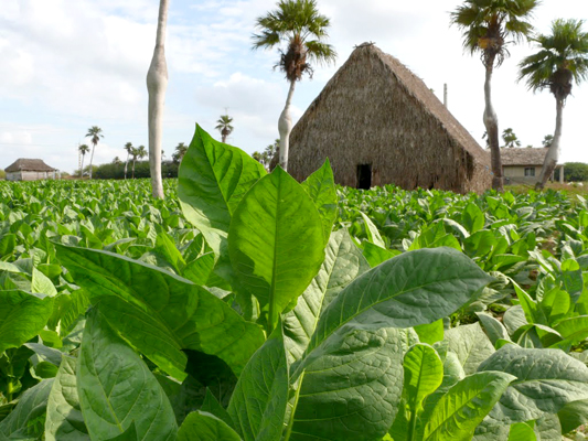 Cultivo de tabaco en Pinar del R�o. 8 1/2 x 11 inches.